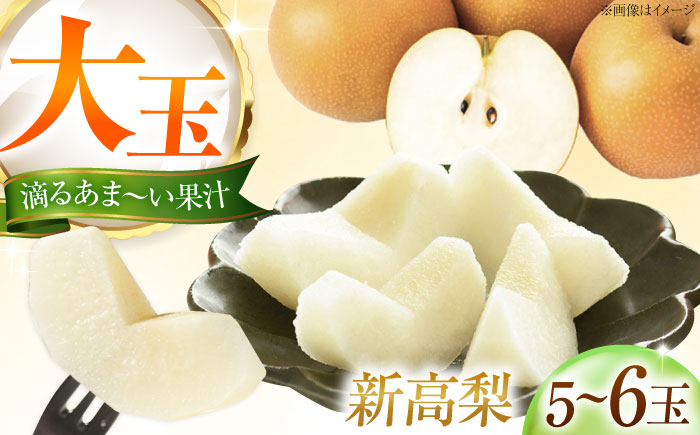 藤渕果樹園の新高梨（にいたかなし） 5～6玉入り 〈2026年10月～発送〉 ／ 梨 なし フルーツ 果物 くだもの 食品 人気 おすすめ 季節のフルーツ 新高梨 【株式会社内子フレッシュパークからり】 [BKAD021]