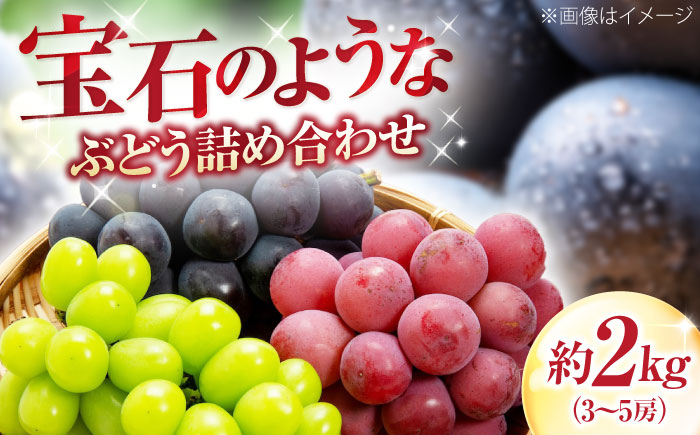 福岡巨峰園の厳選ぶどう詰め合わせ（種無し） 約2kg 3～5房入 〈2026年8月～発送〉 ／ フルーツ 果物 くだもの 食品 人気 おすすめ 送料無料 ぶどう ブドウ 葡萄 食べ比べ セット 【株式会社内子フレッシュパークからり】 [BKAD041]