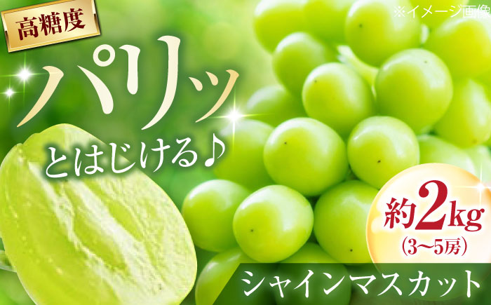 井上農園のシャインマスカット 約2kg 3～5房入 〈2026年8月～発送〉 ／ フルーツ 果物 くだもの 食品 人気 おすすめ 送料無料 シャインマスカット マスカット ますかっと 葡萄 【株式会社内子フレッシュパークからり】 [BKAD043]