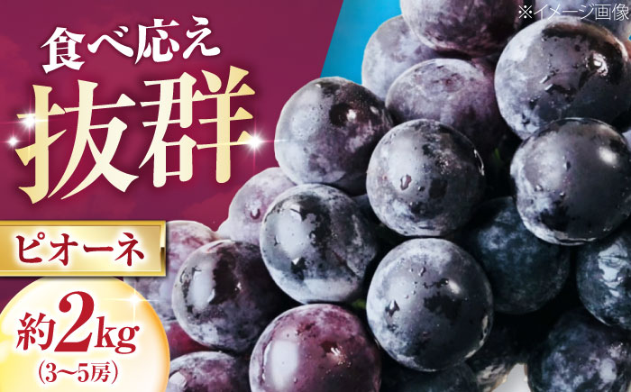 大程農園のピオーネ（種無し） 約2kg 3～5房入 〈2026年8月～発送〉 ／ フルーツ 果物 くだもの 食品 人気 おすすめ 送料無料 ピオーネ 葡萄 ブドウ 種無し たねなし 【株式会社内子フレッシュパークからり】 [BKAD044]