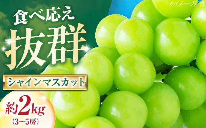 大程農園のシャインマスカット 約2kg 3～5房入 〈2026年9月～発送〉 ／ フルーツ 果物 くだもの 食品 人気 おすすめ 送料無料 シャインマスカット マスカット ますかっと 【株式会社内子フレッシュパークからり】 [BKAD045]
