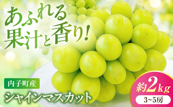 シャインマスカット ムジ 3～5房 約2kg ＜2026年8月下旬～発送開始＞ ／ シャインマスカット 大人気 愛媛県 美味しい 人気 皮ごと 葡萄 ブドウ 愛媛県産 内子町産 新鮮 旬 フルーツ 果物 くだもの【株式会社フジ・アグリフーズ】 [BKAY004]