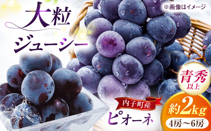 ピオーネ 青秀以上 4～6房 2kg ＜2025年8月下旬から発送＞【北海道・沖縄配送不可】 ／ ブドウ 美味しい ぶどう ピオーネ 大人気 葡萄 愛媛県 葡萄 新鮮 旬 フルーツ 果物 食品 葡萄 新鮮【株式会社フジ・アグリフーズ】 [BKAY010]