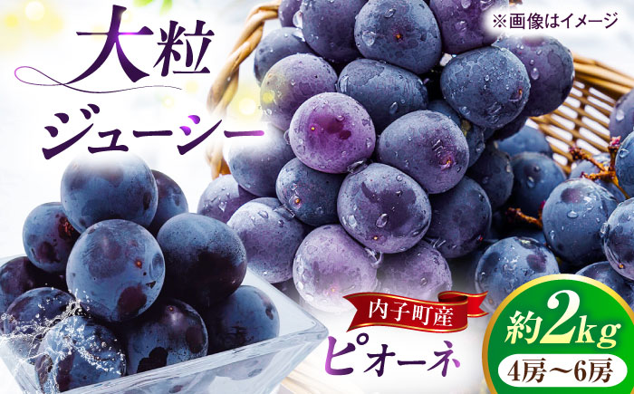 ピオーネ ムジ 4～6房 2Kg ＜2025年8月下旬から発送＞【北海道・沖縄配送不可】 ／ ブドウ 美味しい ぶどう ピオーネ 大人気 葡萄 愛媛県 葡萄 新鮮 旬 フルーツ 果物 食品 葡萄 新鮮【株式会社フジ・アグリフーズ】 [BKAY011]