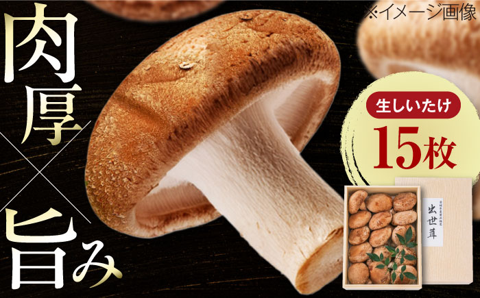 生しいたけ 15枚入 ／ しいたけ 椎茸 シイタケ きのこ キノコ 野菜 愛媛県 内子町産【株式会社フジ・アグリフーズ】 [BKAY014]