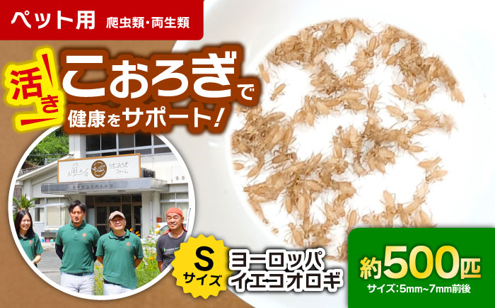 毎週土曜日お届け限定 活きヨーロッパイエコオロギSサイズ500匹／コオロギ 生餌 こおろぎ ペット用 爬虫類 エサ 餌 内子町【株式会社ヒューネット風の谷うちこおろぎファーム】 [BKBN004]