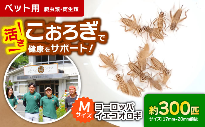毎週土曜日お届け限定 活きヨーロッパイエコオロギ Mサイズ300匹／コオロギ 生餌 こおろぎ ペット用 爬虫類 エサ 餌 内子町【株式会社ヒューネット風の谷うちこおろぎファーム】 [BKBN005]
