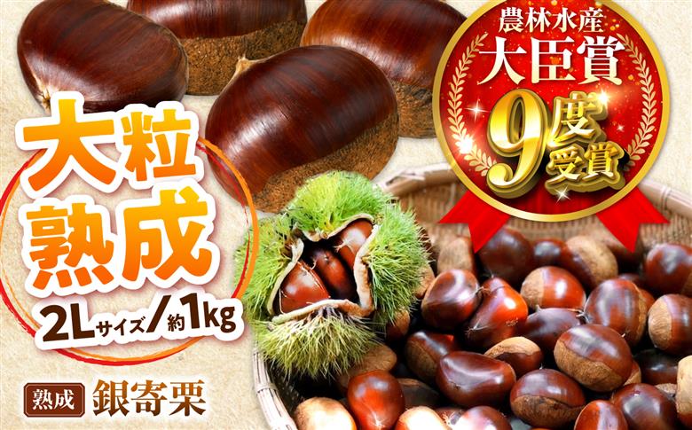 【先行予約】大粒熟成栗 2L 1kg 約40粒 農林水産大臣賞9度受賞 / 栗 くり 和栗 熟成栗 氷温熟成 銀寄 銀寄栗 大粒 2L 栗ご飯 内子町 / 萬奥農園 [BKCC004]