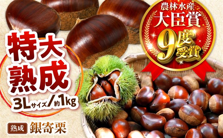 【先行予約】特大熟成栗 3L 1kg 約30粒 農林水産大臣賞9度受賞 / 栗 くり 和栗 熟成栗 氷温熟成 銀寄 銀寄栗 大粒 特大 3L 栗ご飯 内子町 / 萬奥農園 [BKCC005]