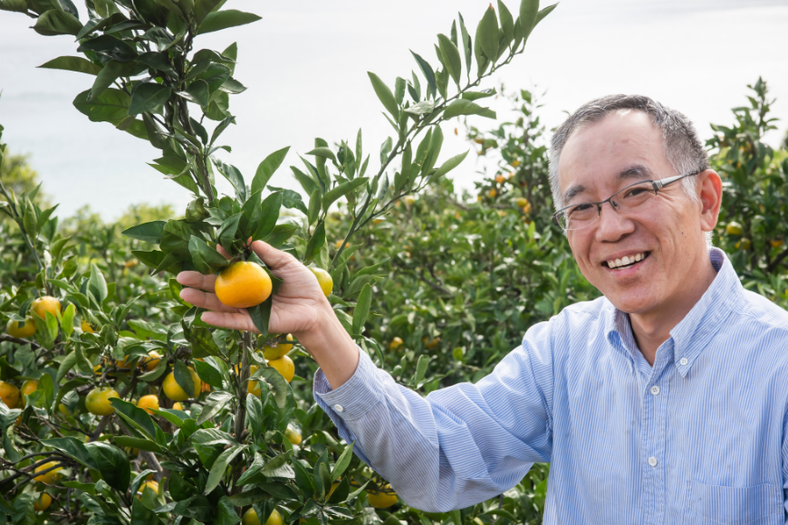 【先行予約】【数量限定】田縁農園の甘平（かんぺい）3kg ※離島への配送不可 （2026年1月25日より順次発送）  IKTA016