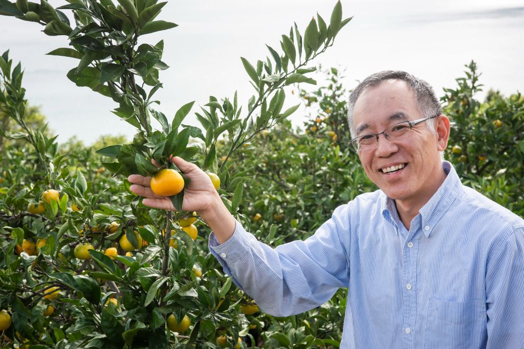 【先行予約】【数量限定】田縁農園のせとか2kg ※離島への配送不可 （2026年3月5日より順次発送）  IKTA027