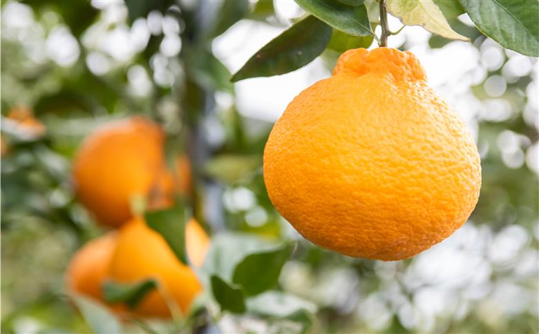 【先行予約】【家庭用】不知火 10kg ※離島への配送不可 （2026年2月10日より順次発送）  IKTA036