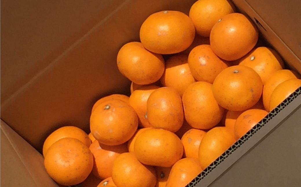 【先行予約】【家庭用】せとか 10kg ※離島への配送不可 （2026年3月5日より順次発送）IKTA038