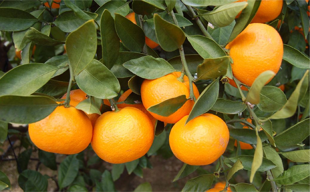 【先行予約】【家庭用】早生みかん 5kg ※離島への配送不可 （2025年11月10日より順次発送）  IKTA040