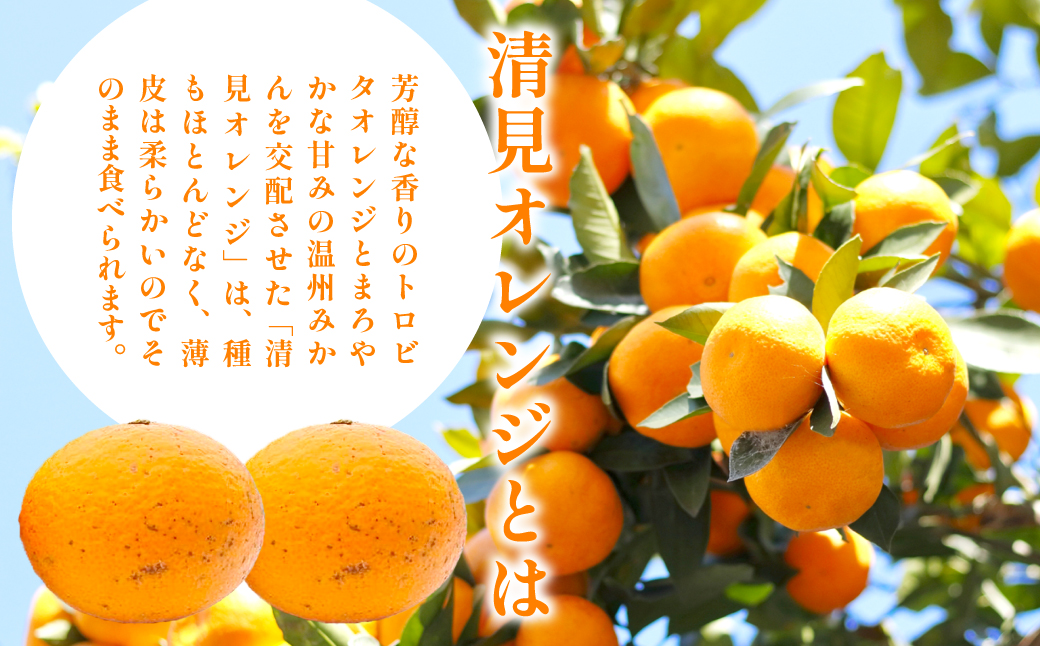 【先行予約】【家庭用】清見オレンジ計5kg ※離島への配送不可（2026年3月上旬頃より順次発送予定） IKTAC007
