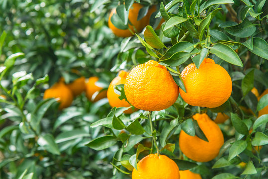 不知火 8kg ※北海道、沖縄・離島への配送不可（2026年3月上旬ごろから順次発送） IKTAP004