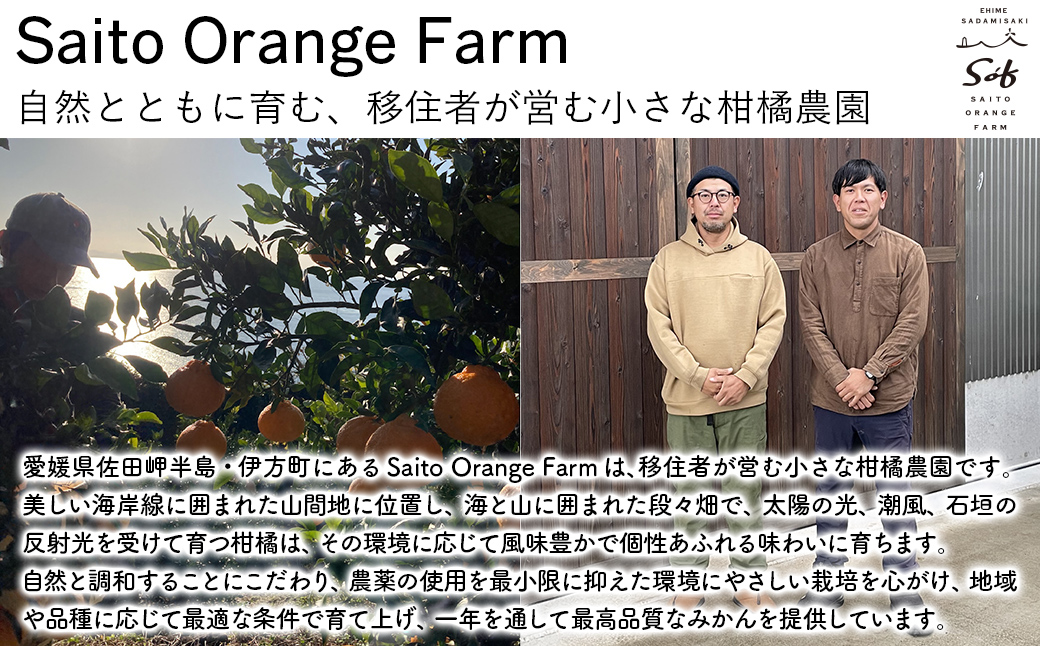 【先行予約】Saito Orange Farmの訳あり清見オレンジ10kg（2026年3月中旬頃より順次発送） IKTAQ010