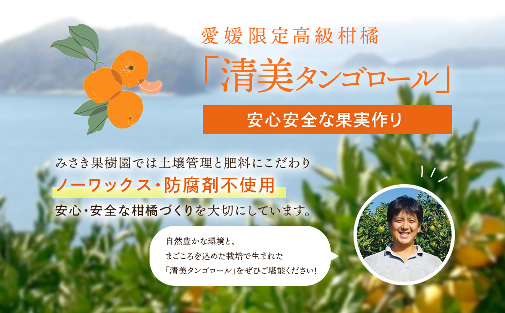 【先行予約】【秀品】清見タンゴール 5kg（L～3L）※離島への配送不可 （2026年3月上旬頃より順次発送） IKTAR012