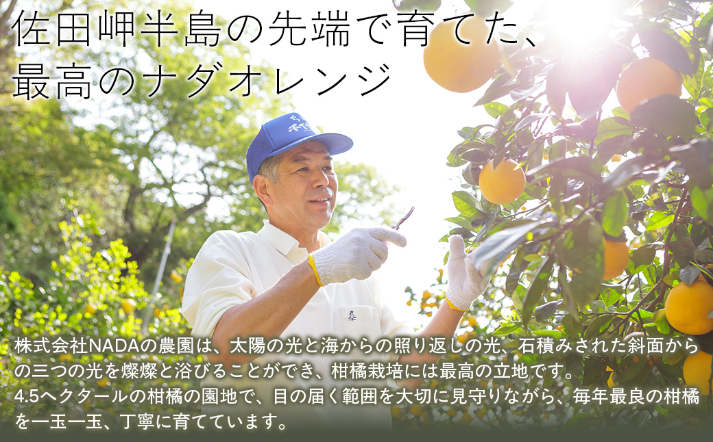 【農家直送】愛媛県産 ナダオレンジ 贈答用 3kg（2026年5月中旬より順次発送予定） IKTC005