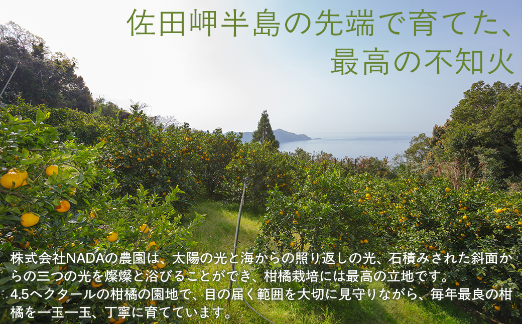 【先行予約】【農家直送】愛媛県産 不知火 贈答用 4.5kg （2026年2月下旬～3月下旬頃発送予定） IKTC008