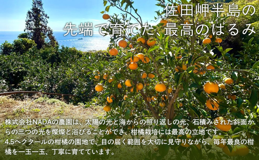 【先行予約】【農家直送】愛媛県産 はるみ 贈答用 4.5kg（2026年1月中旬～2月上旬頃発送予定） IKTC009
