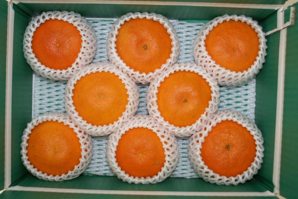 【先行予約】産地直送！愛媛県産甘平 3kg（訳あり）（2026年1月下旬より発送予定）  IKTF020