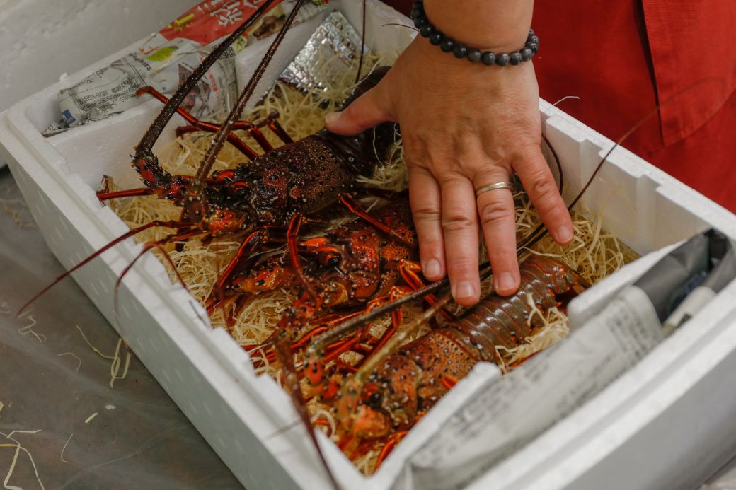 【先行予約】【数量限定】産地直送！活き伊勢えび 約200～250g×3尾 ※北海道・東北地方・沖縄・離島への配送不可（2025年9月上旬頃より順次発送） IKTJ009