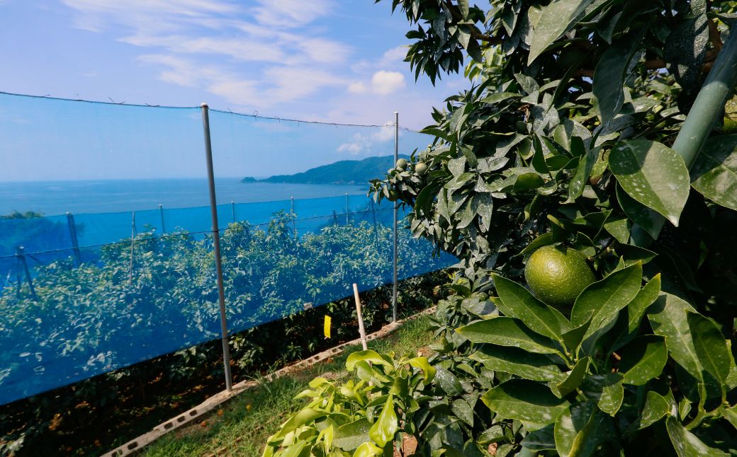 【先行予約】【数量限定】＼農園直送／愛媛県産 愛果28号（家庭用） 5kg×1箱（サイズ混合）（2025年12月中旬より順次発送） 【ふるさと納税 人気 おすすめ ランキング 柑橘 みかん ミカン 蜜柑 愛果28号 紅 まどんな と同品種 果物 フルーツ 家庭用 岡市農園 愛媛県産 愛媛県 伊方町 送料無料】 IKTV005