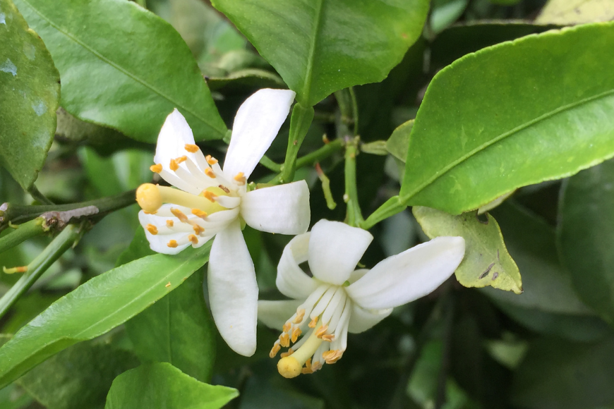 【愛媛県産】田縁農園の無添加100% いよかんジュース（720ml×3本） ストレート果汁100％ ※2025年2月上旬より順次発送予定  IKTA009