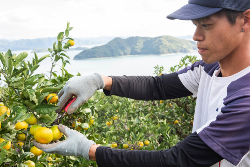 【先行予約】【数量限定】田縁農園のせとか3kg ※離島への配送不可 （2026年3月5日より順次発送） IKTA015