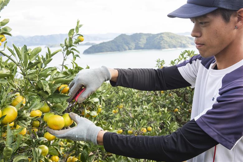 【先行予約】【数量限定】田縁農園の不知火（しらぬい）2kg ※離島への配送不可 （2026年2月10日より順次発送） IKTA017
