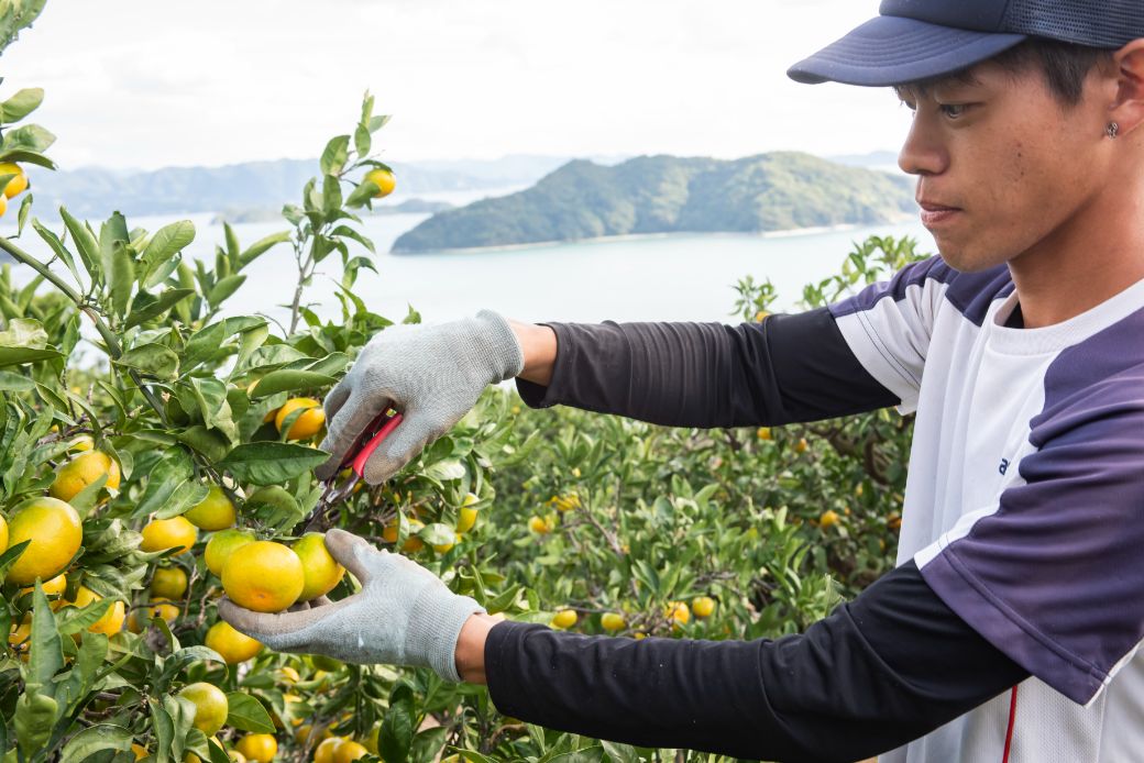 【先行予約】【数量限定】田縁農園のせとか2kg ※離島への配送不可 （2026年3月5日より順次発送）  IKTA027