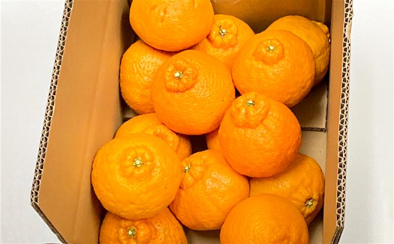 【先行予約】【家庭用】不知火 10kg ※離島への配送不可 （2026年2月10日より順次発送）  IKTA036