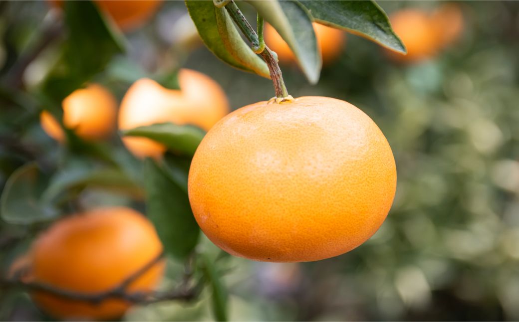 【先行予約】【家庭用】せとか 10kg ※離島への配送不可 （2026年3月5日より順次発送）IKTA038