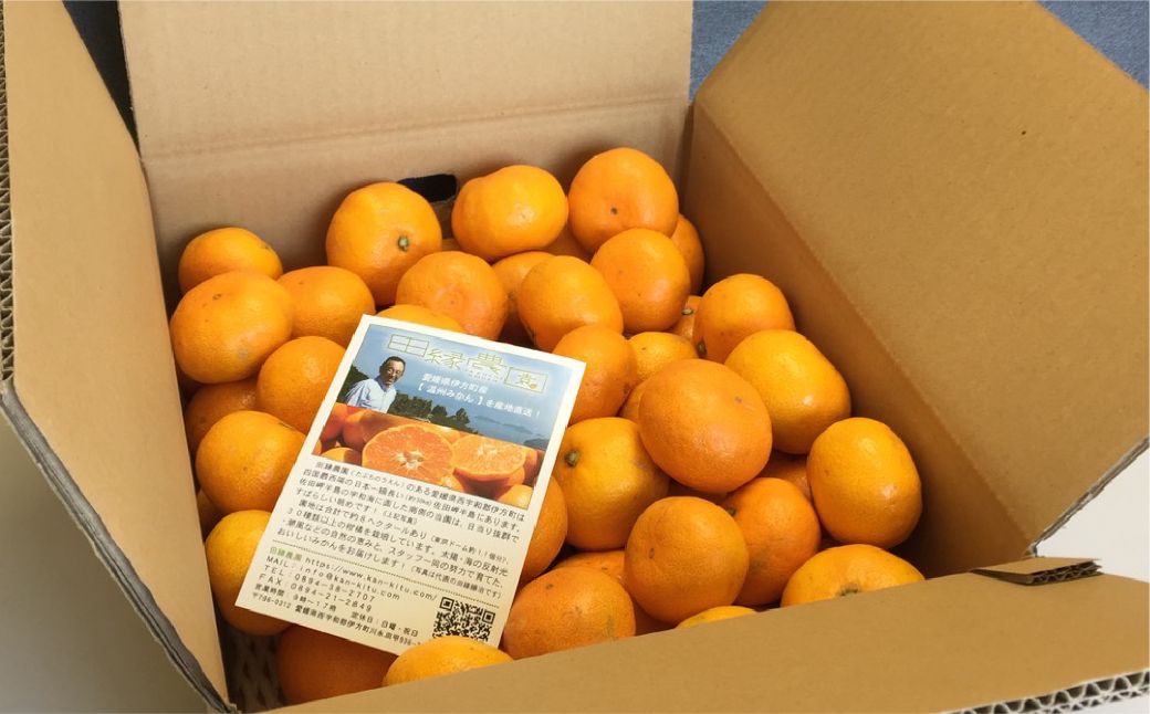 【先行予約】【家庭用】早生みかん 5kg ※離島への配送不可 （2025年11月10日より順次発送）  IKTA040