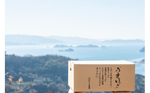 【先行予約】いのうえ農園のなつみ 3kg ※離島への配送不可 (※2026年5月上旬頃より順次発送)  IKTAI001