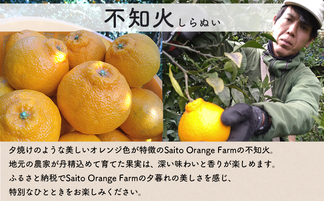 【先行予約】Saito Orange Farmの訳あり不知火8kg（2026年2月下旬頃より順次発送） IKTAQ012