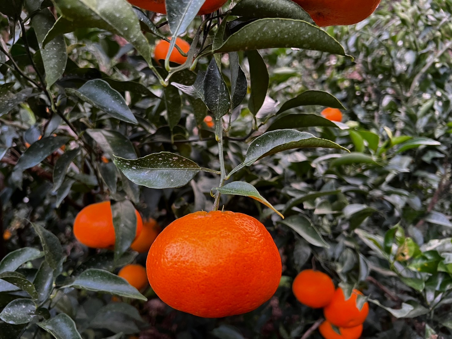 【先行予約】【家庭用】はるみ 約5kg | 柑橘 みかん 果物 フルーツ 愛媛県産 農家直送 　※離島への配送不可　※2026年1月下旬より順次発送予定  IKTAU004