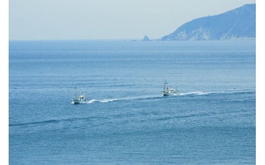 【自宅で新鮮しらす丼】釜あげしらす食堂セット◇ IKTB026