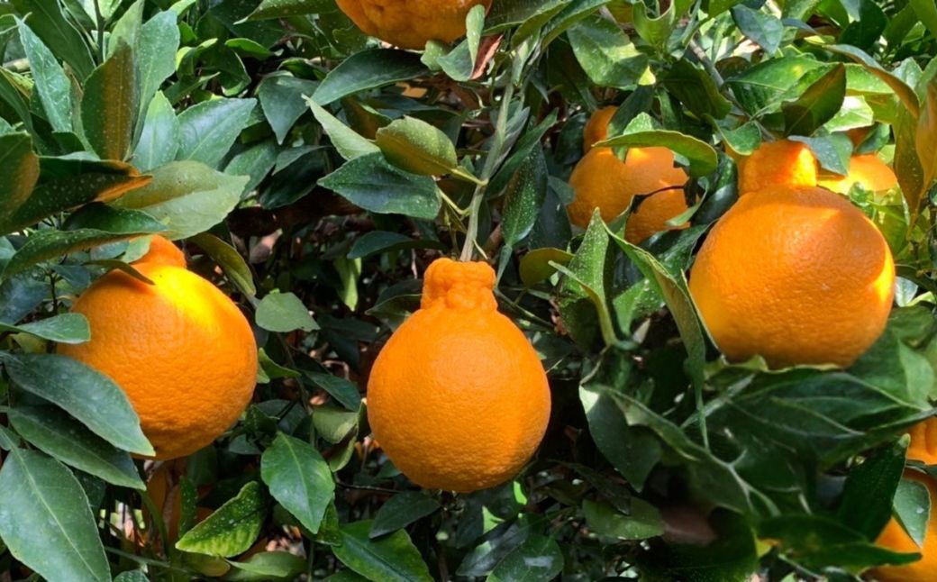 【先行予約】【数量限定】JAにしうわ みつる共選 デコポン 約5kg（化粧箱）※離島への配送不可（2026年2月中旬より順次発送予定） IKTBC008