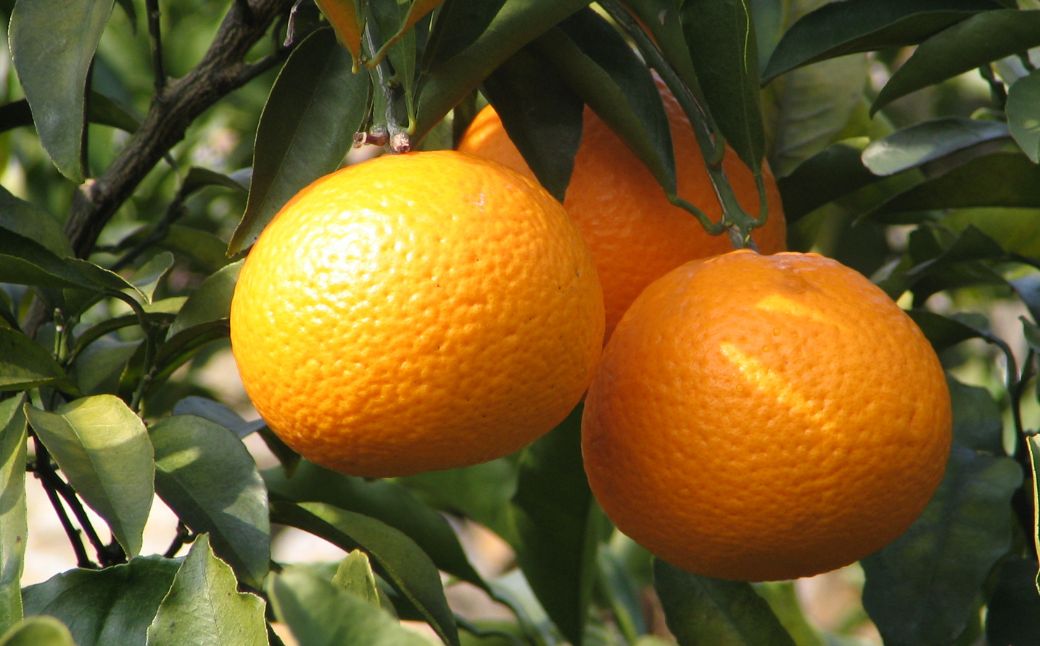 【先行予約】【数量限定】JAにしうわ みつる共選 清見タンゴール 約10kg ※離島への配送不可（2026年3月上旬より順次発送予定） IKTBC009