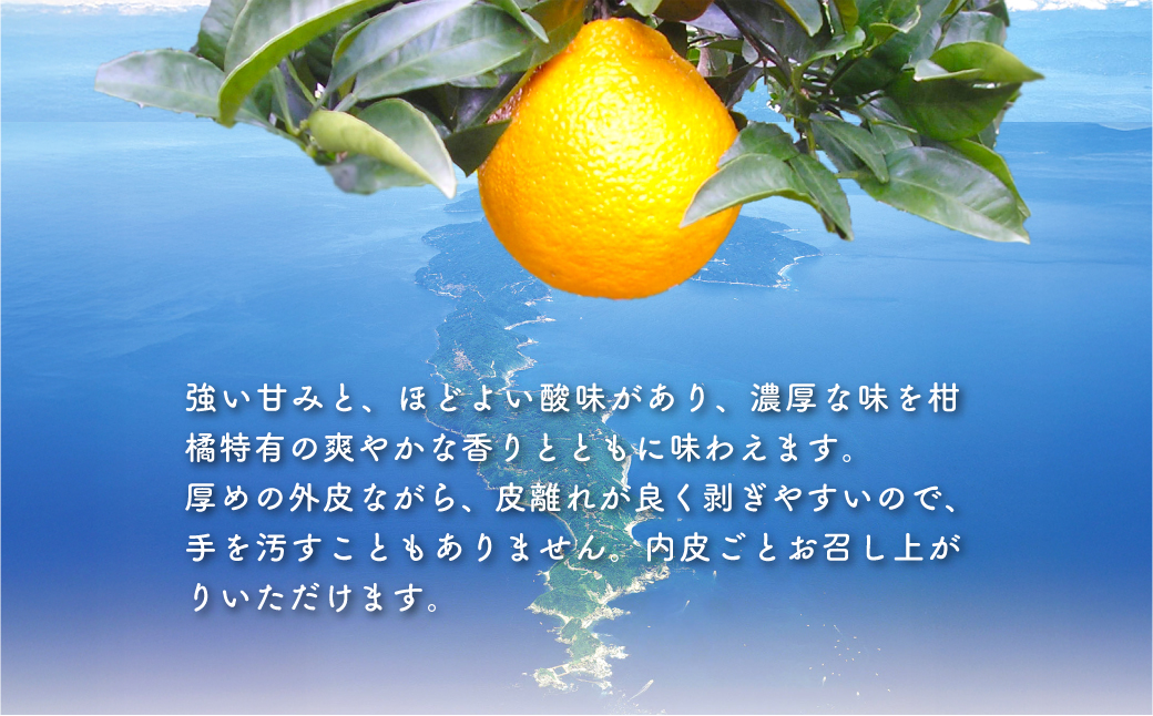 【先行予約】不知火（生果5kg）※離島への配送不可（2026年2月上旬より順次発送予定） IKTBD011
