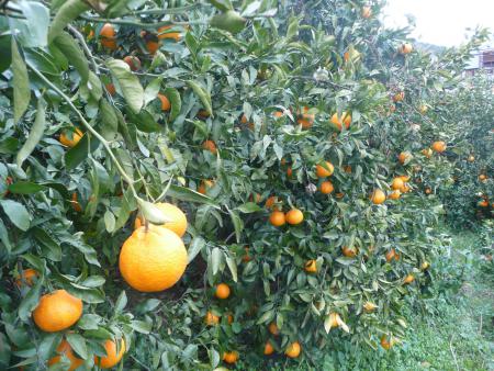 【先行予約】【家庭用】不知火 5kg ※離島への配送不可（2026年2月上旬より順次発送予定） IKTBD016