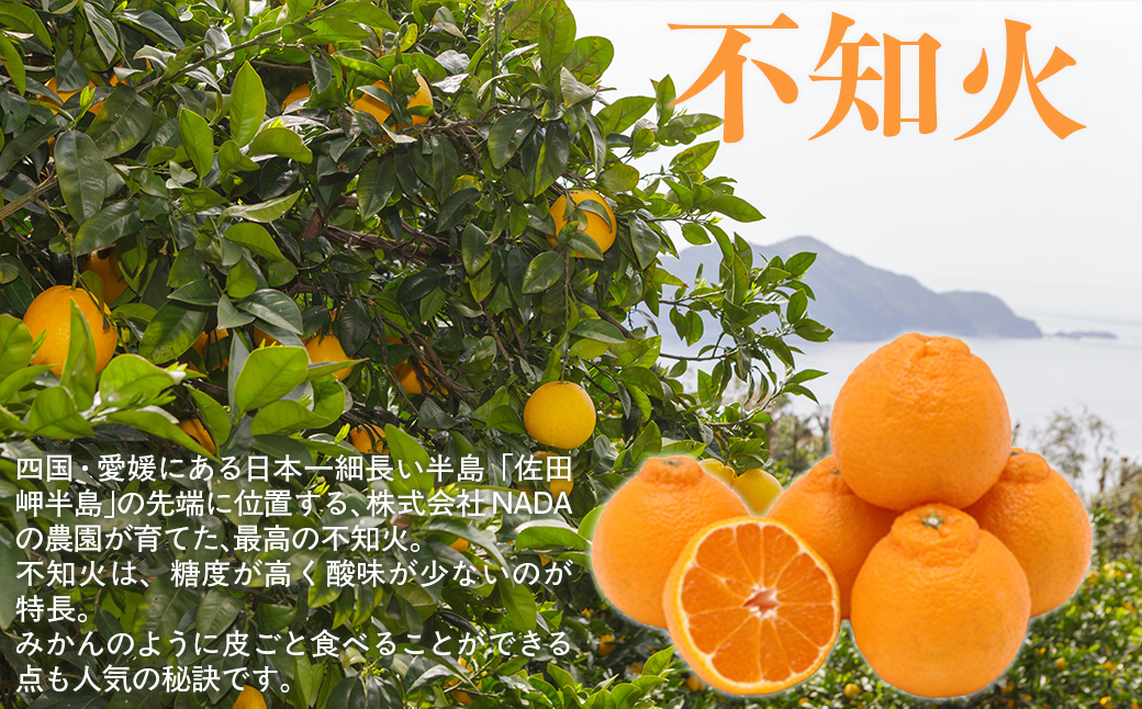 【先行予約】【農家直送】愛媛県産 不知火 贈答用 4.5kg （2026年2月下旬～3月下旬頃発送予定） IKTC008