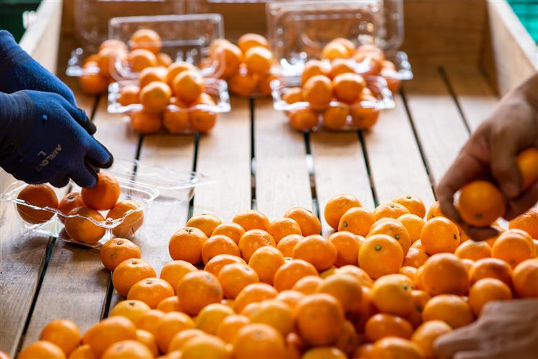 【先行予約】産地直送！愛媛県産いよかん 5kg（2026年1月中旬から発送予定）  IKTF004