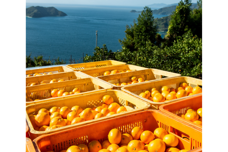飲みやすいスタンドタイプ 愛媛まるごとゼリー 3種15個 ※離島への配送不可  IKTF027