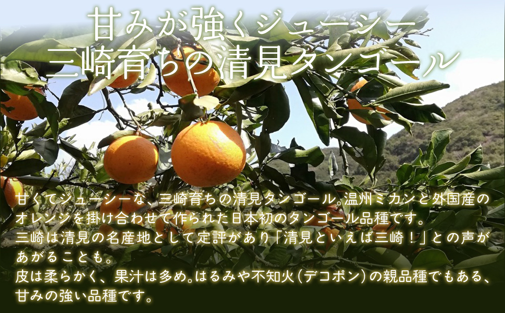 【栽培期間中農薬不使用】【先行受付】【数量限定】農園直送！愛媛県産 きよみ 10kg （2026年2月下旬頃より順次発送） IKTG022