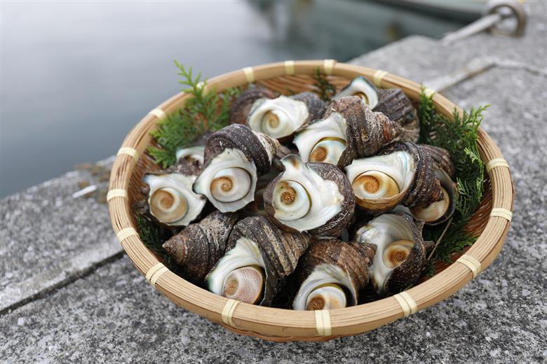 【数量限定】佐田岬海士のさざえ2kg ※北海道・東北地方・沖縄・離島への配送不可 IKTJ003