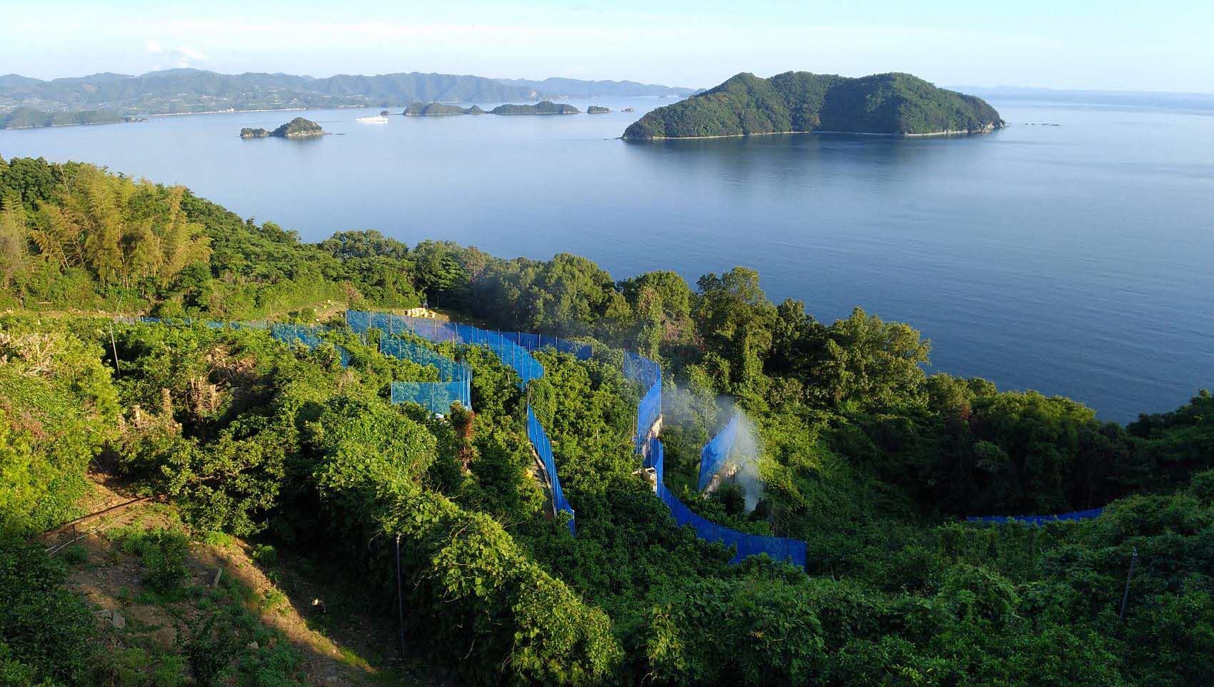 【先行予約】【数量限定】＼農園直送／愛媛県産 愛果28号（特選） 3kg×1箱（2025年12月中旬より順次発送） 【ふるさと納税 人気 おすすめ ランキング 柑橘 みかん ミカン 蜜柑 愛果28号 紅 まどんな と同品種 果物 フルーツ 岡市農園 愛媛県産 愛媛県 伊方町 送料無料】 IKTV004