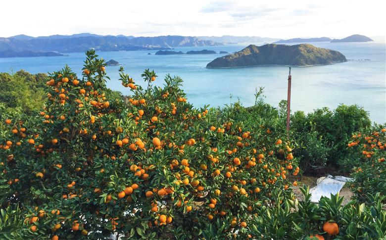 【年4回定期便】【愛媛県産】田縁農園の四季物語　春：瓢柑（7kg）、夏：果樹100%ストレートジュース（720ml×3本 / みかん、せとか、不知火）、秋：早生みかん（10kg）、冬：甘平（2kg） IKTA010